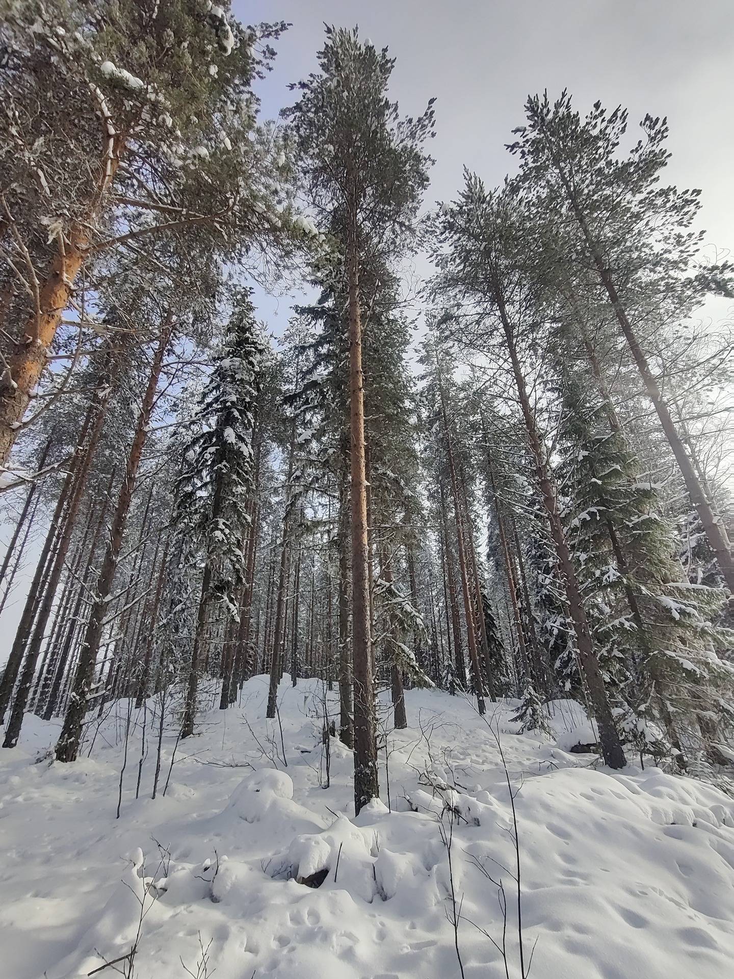 Määräala Aho 765-401-72-1 1