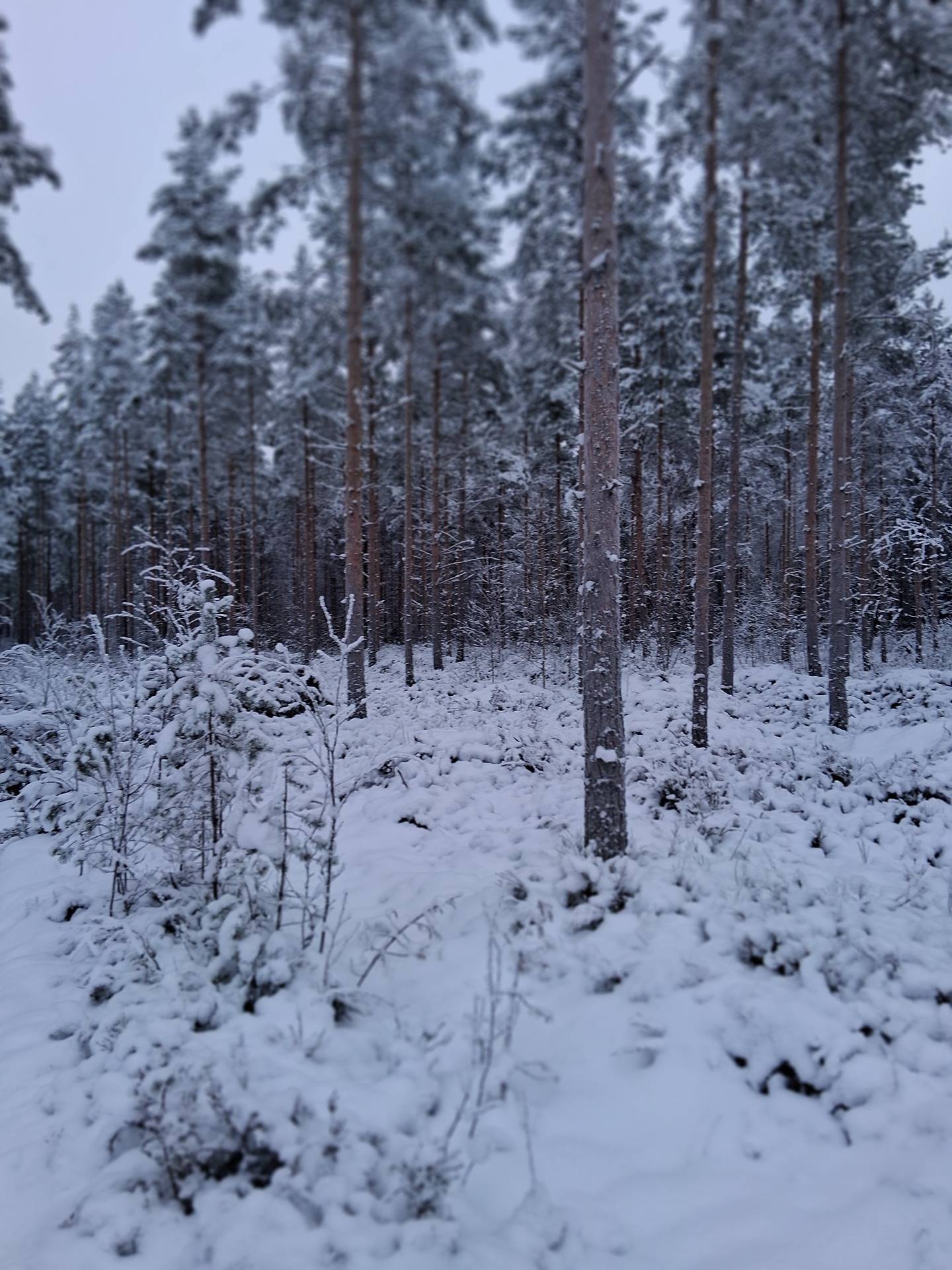 Alajärvi, TAPIOLA 5-402-9-116 1