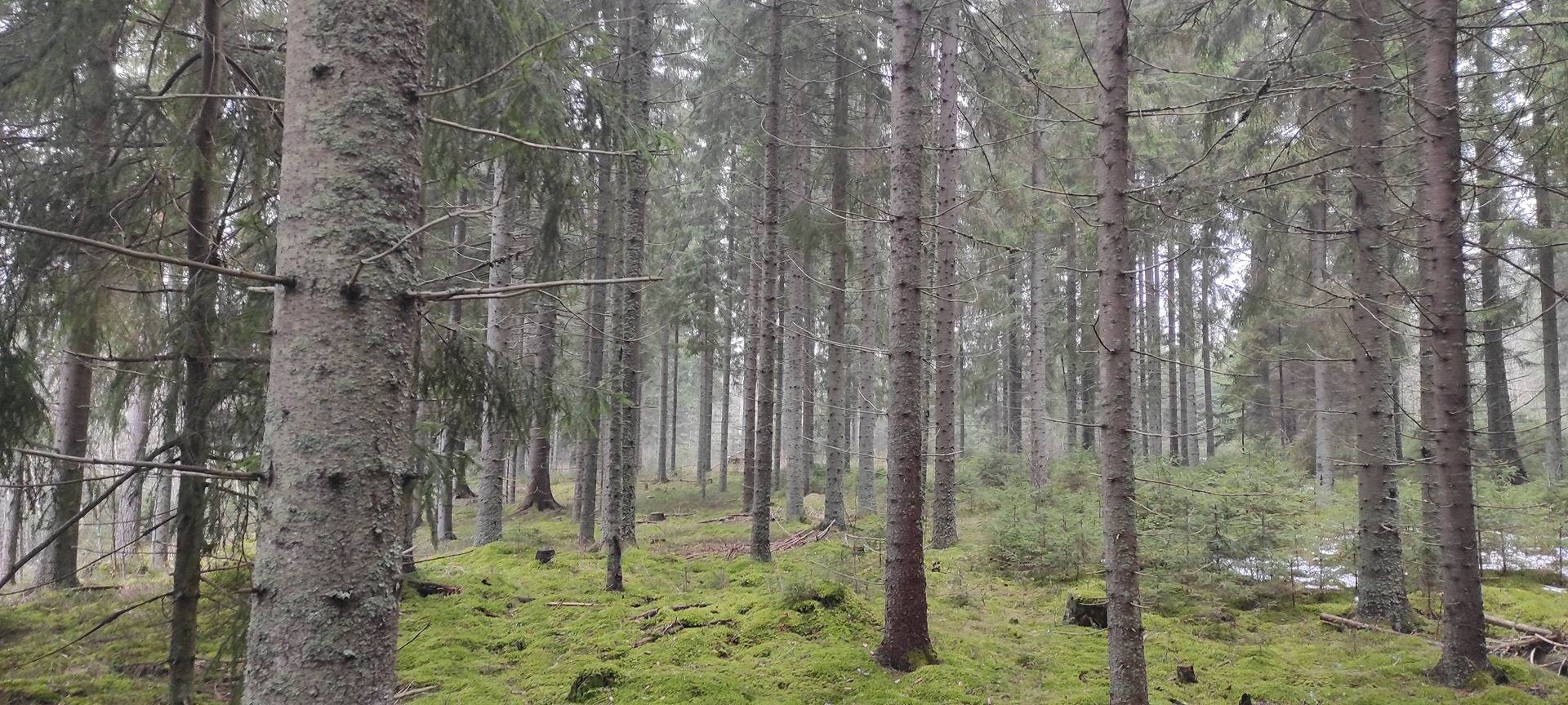 MÄKELÄ 781-409-13-36 määräala 1