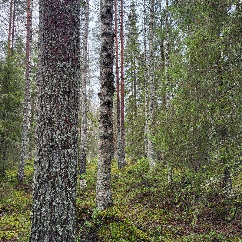 Metsätiloja Määttälännvaarassa ja Kiviperässä 1