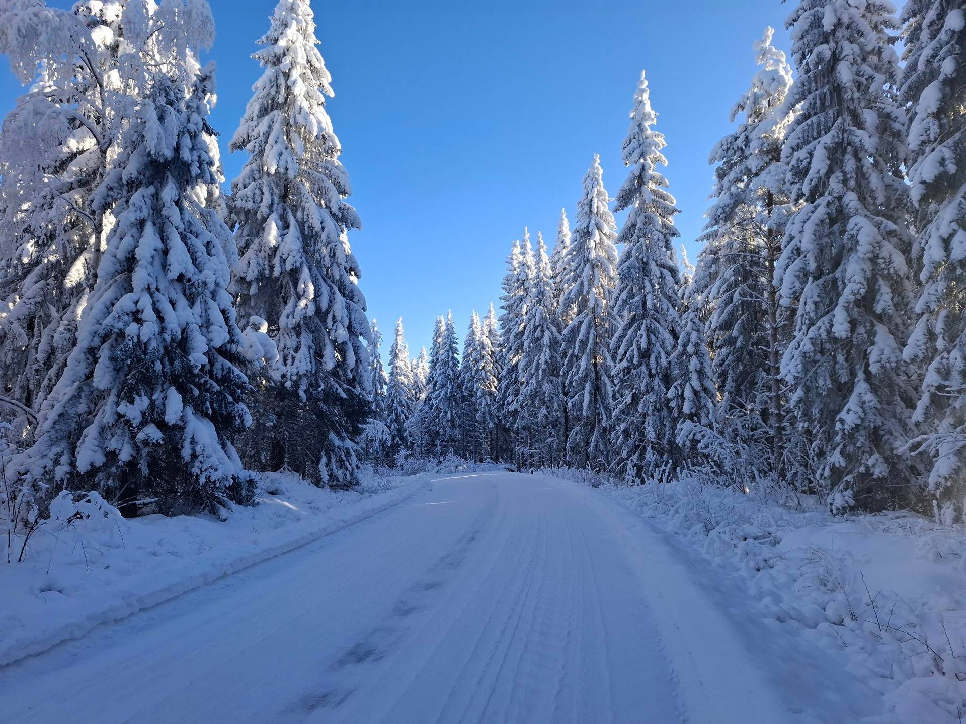 AINOLA 276-409-18-39, Selkie 1