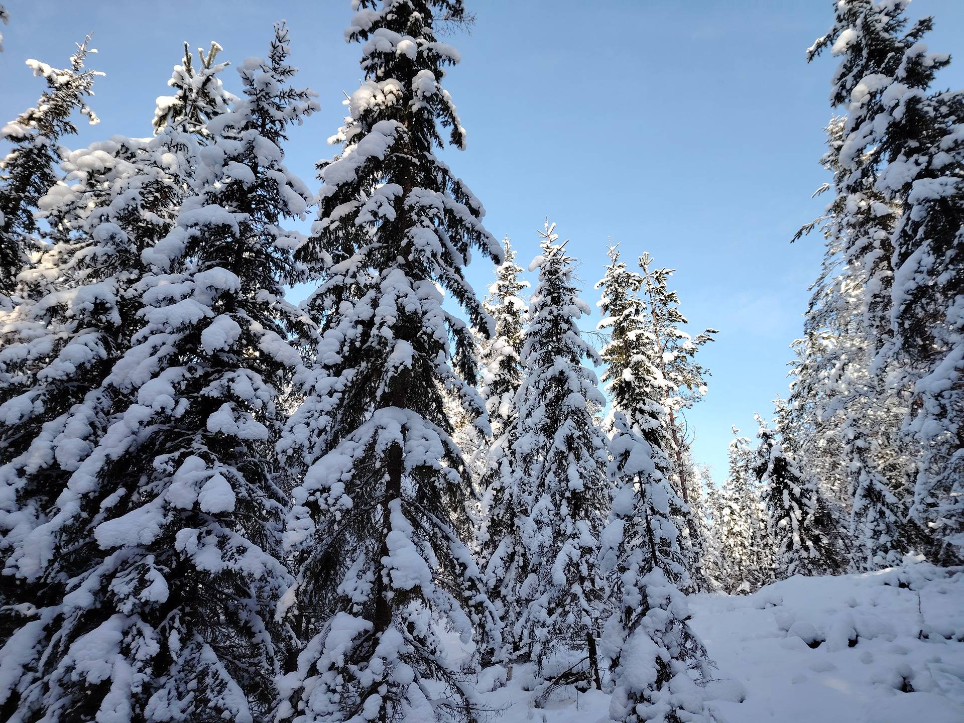 MATTILA 167-422-1-33 määräala, RIITALA 167-422-1-35 määräala ja LOSO 167-425-14-62, Tuupovaara 1