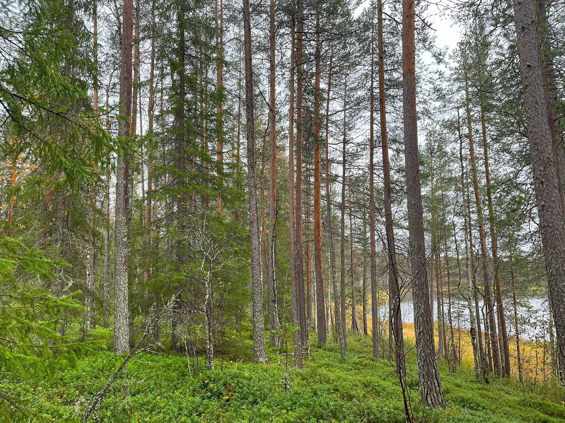 Näätäselkä I 758-425-8-9 1