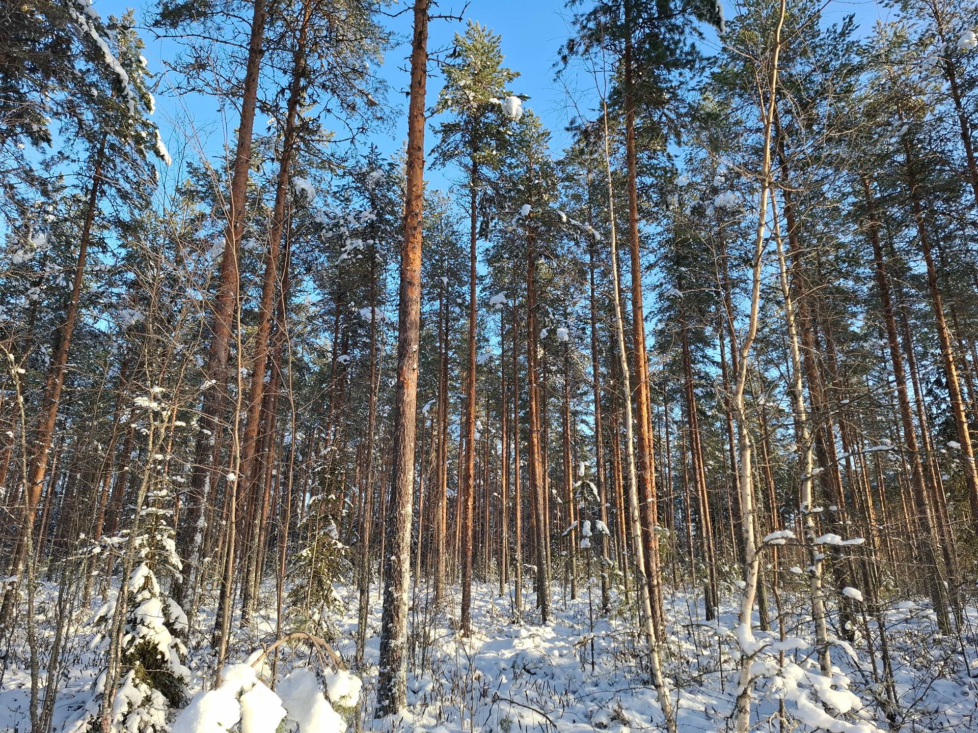 Honka 859-415-17-17 1