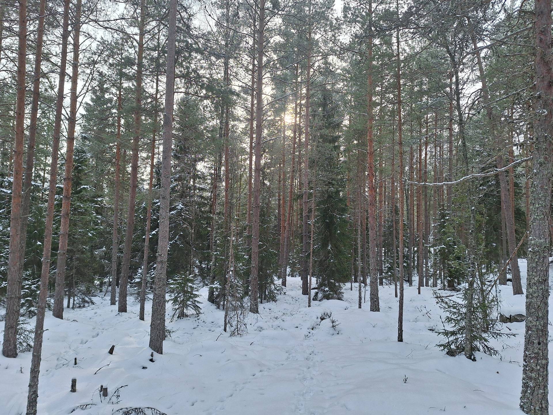 Metsämääräala Oraspelto 8-22 Pöytyä, Pappila 1