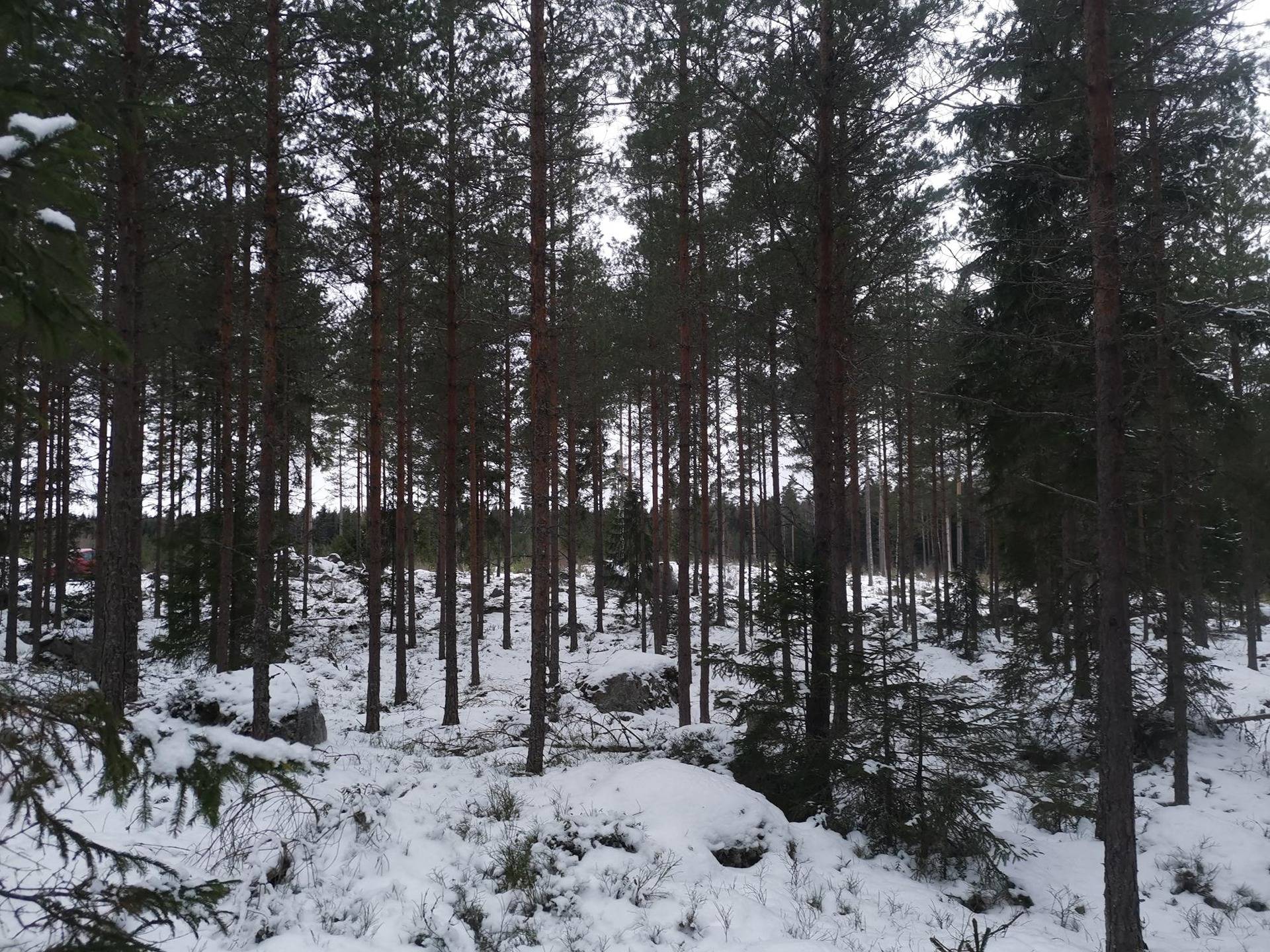 Metsätila: 5,473 ha; Takametsä; 503-433-10-2, Mynämäki, Härmässuontie. 1