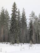 Lamminaho, Lisä-Hampusperä, Pajuvaara ja Rinne 1