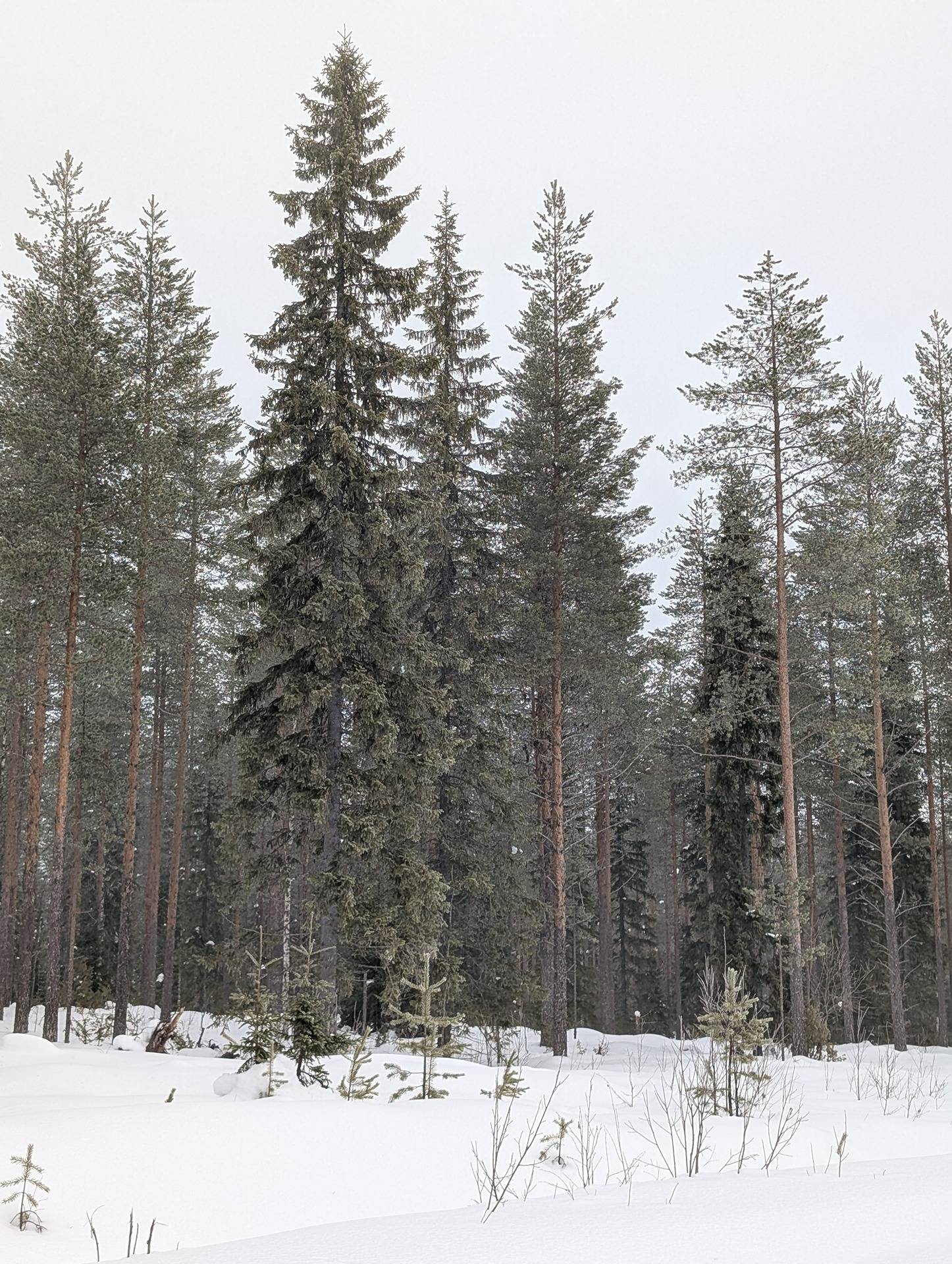 Lamminaho, Lisä-Hampusperä, Pajuvaara ja Rinne 1