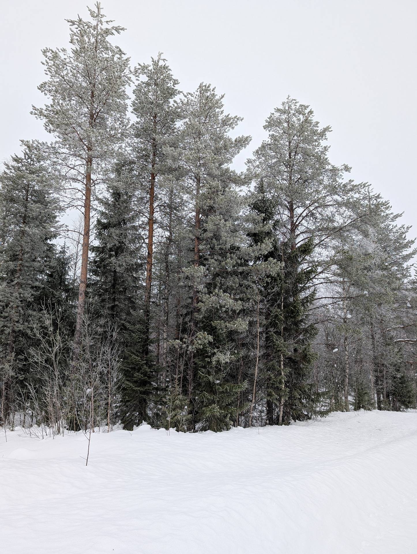 Karsikkoaho 777-407-80-0 1