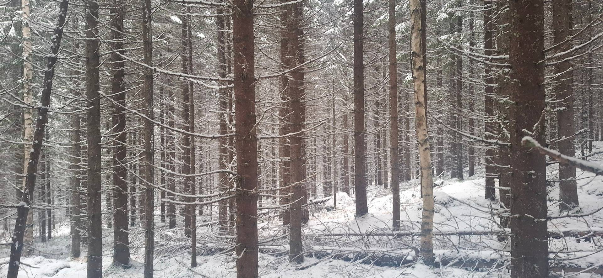 176-406-2-13 KIVIKKOLA, Larinsaari 1