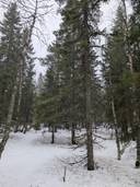 Metsä-Tenhola 697-401-131-18 1
