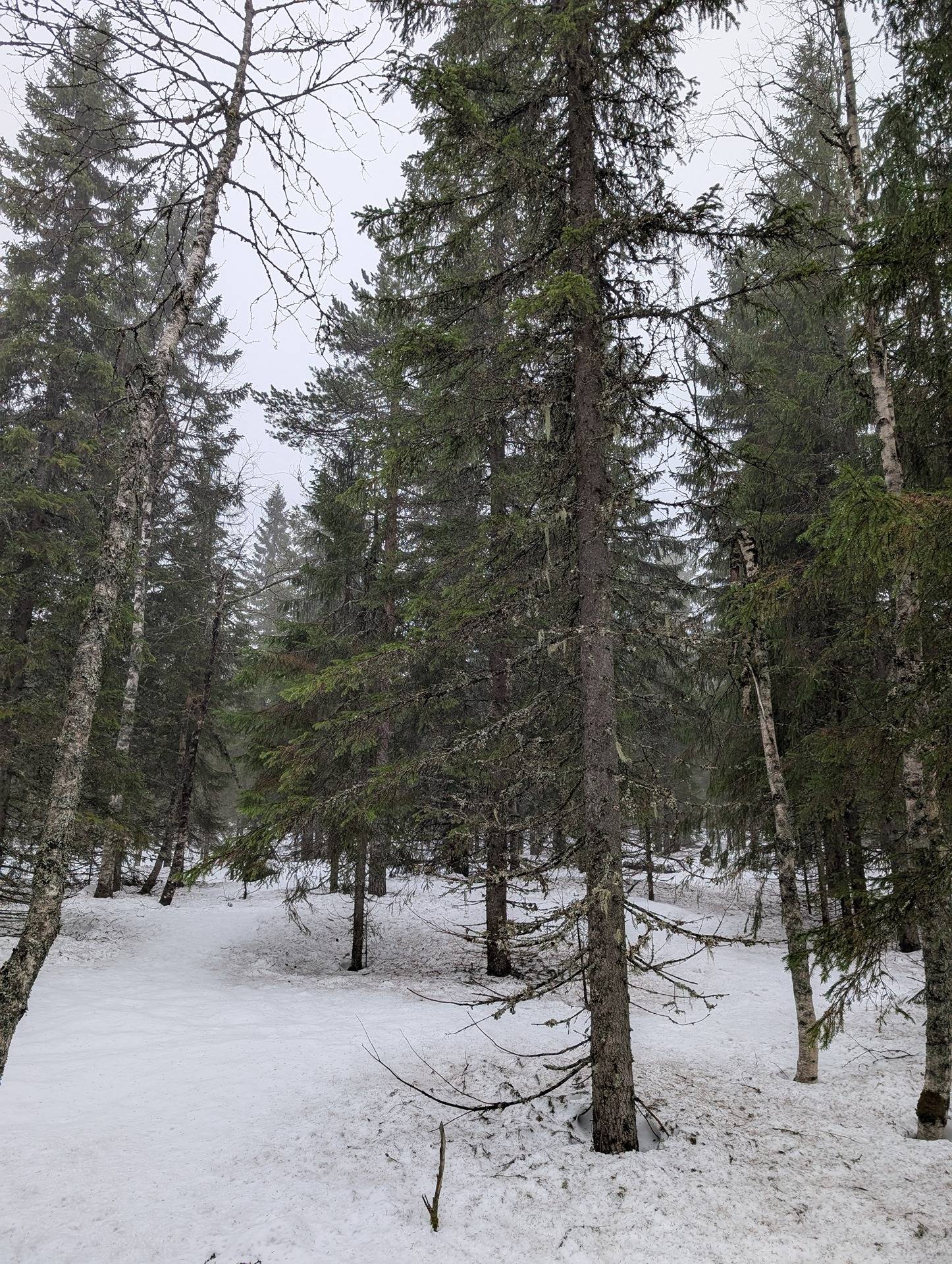 Metsä-Tenhola 697-401-131-18 1