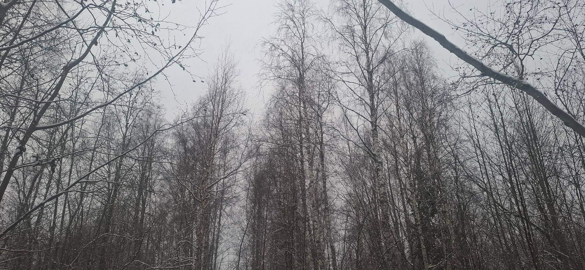 176-406-2-15 KOIVUNIEMI ja 176-406-2-16 NIITTYLÄ, Larinsaari 1