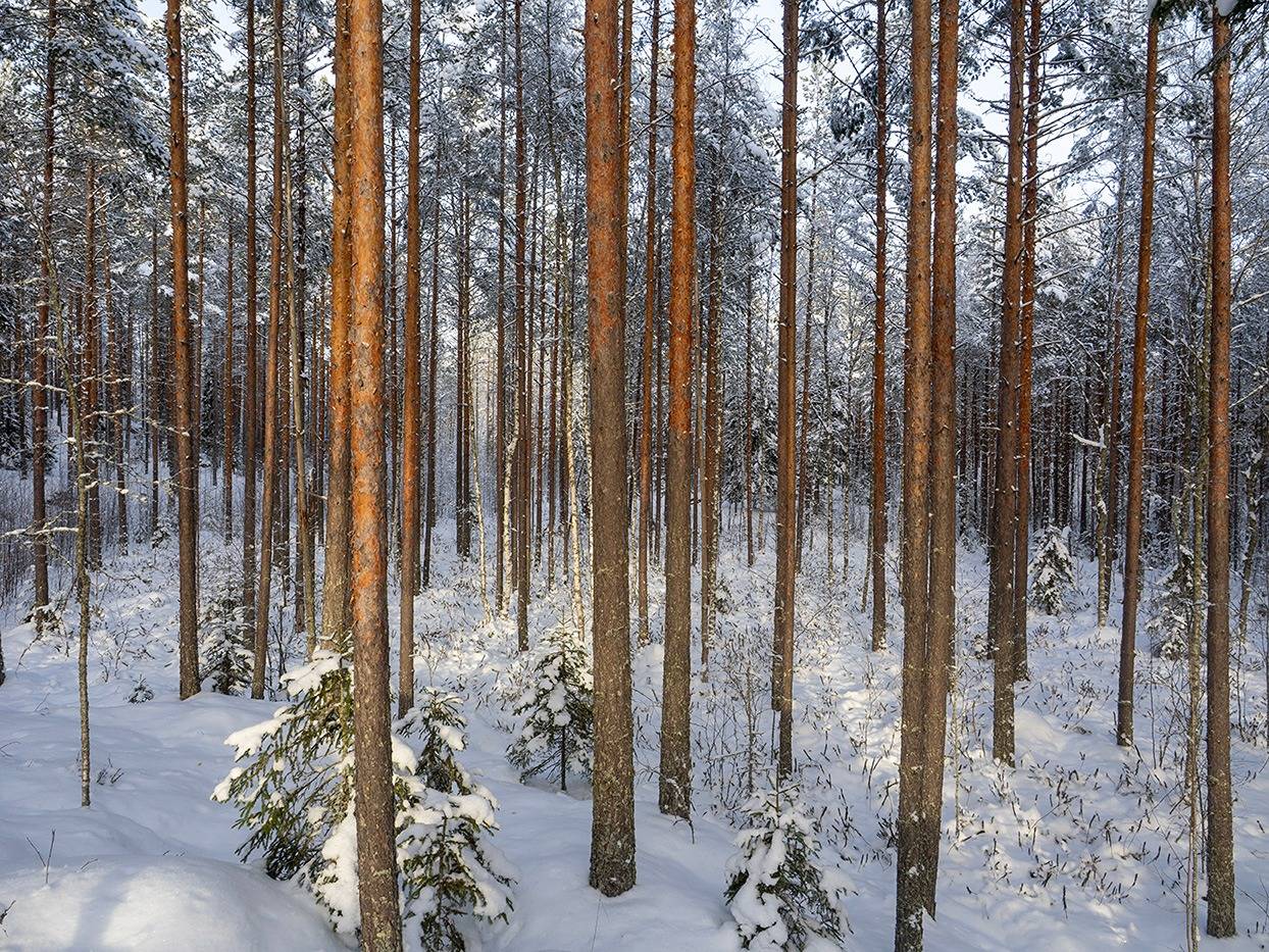 Kuusirinne 491-502-4-30 1