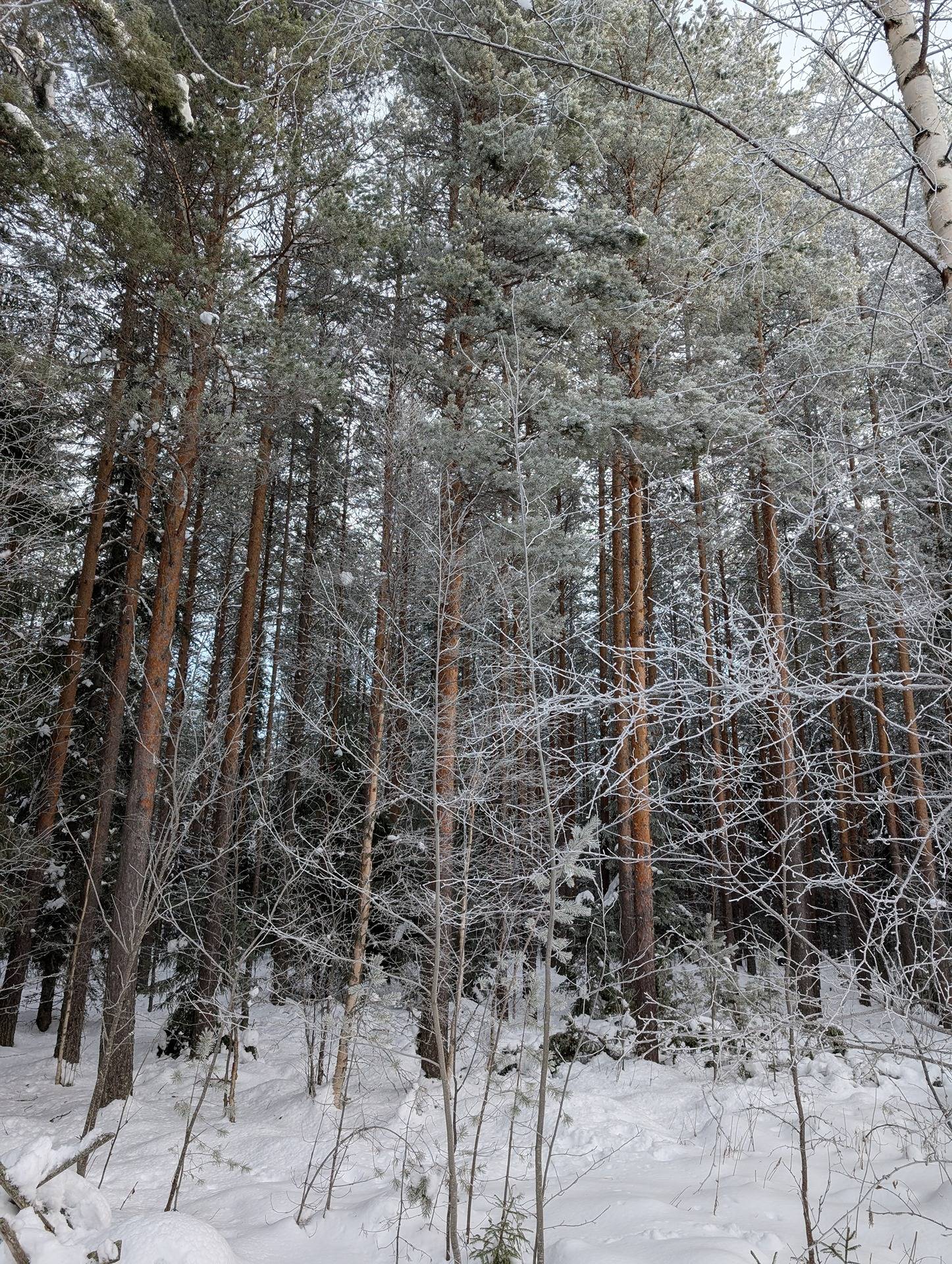 Mäntylä 765-408-33-35 1