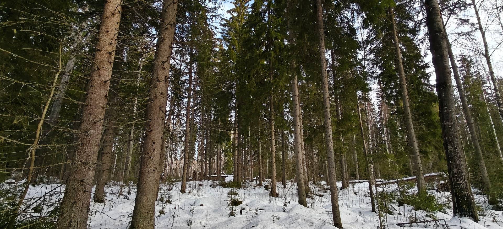 Sumiainen, Matilanniemi, Koivurinne 992-461-7-42 1