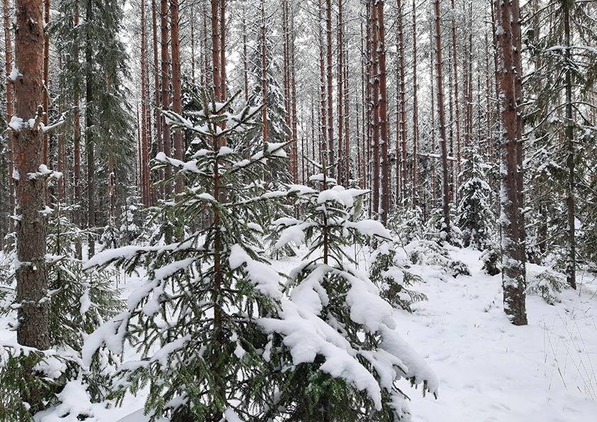 Partala 3:16 (90-409-3-16), Alaromu 3:17 (90-409-3-17) ja Koivulahti 4:33 (90-420-4-33) 1