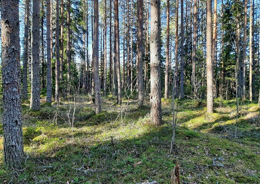 Partala 3:16 (90-409-3-16), Alaromu 3:17 (90-409-3-17) ja Koivulahti 4:33 (90-420-4-33) 1