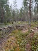 Määräala 50,5 ha Rauhala 615-413-11-48 1