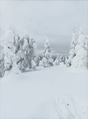 Posion Yhteismetsä osuus 0,0209 1