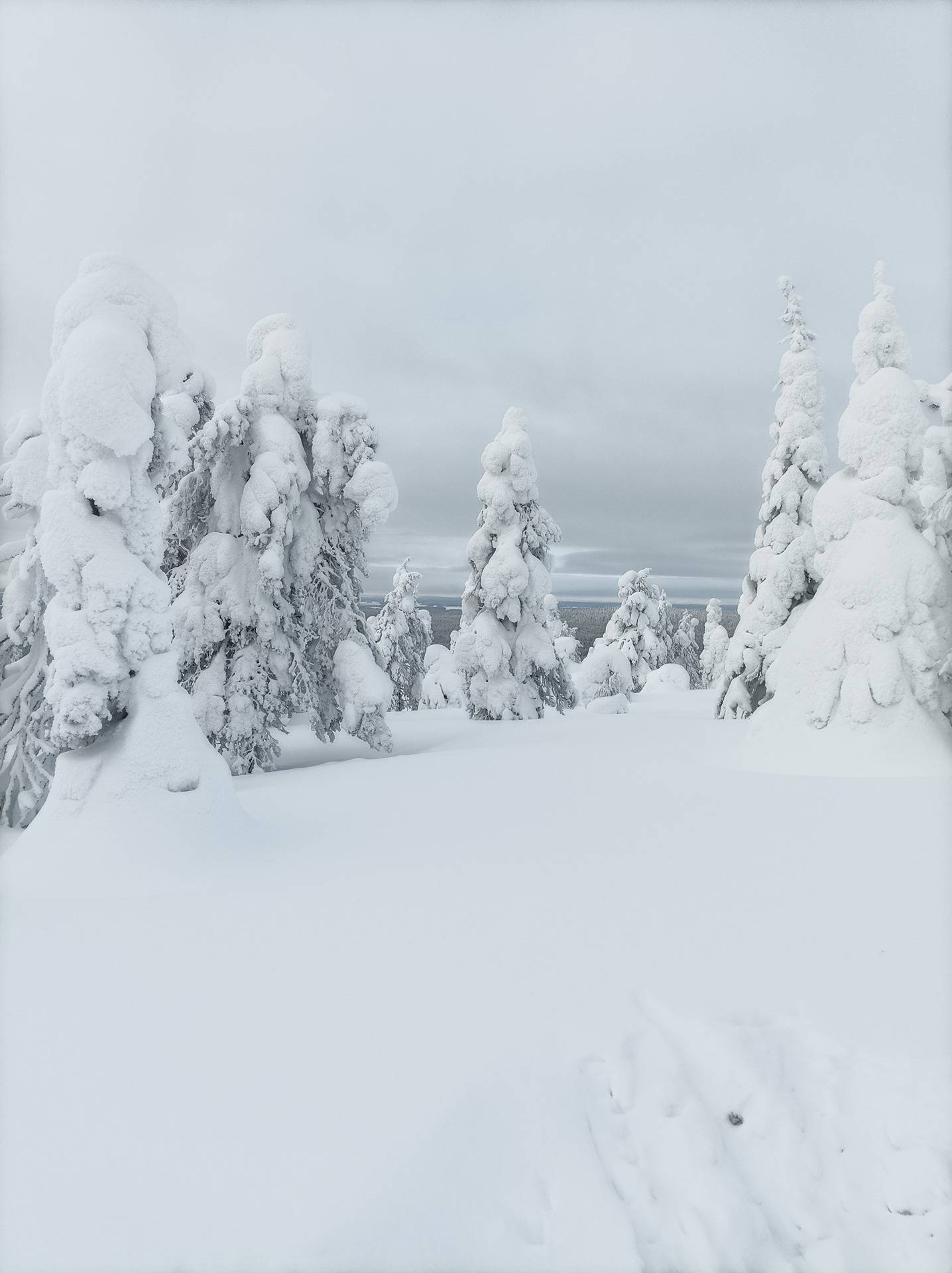 Posion Yhteismetsä osuus 0,0209 1
