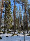 Honka-Aho 697-401-167-0 1