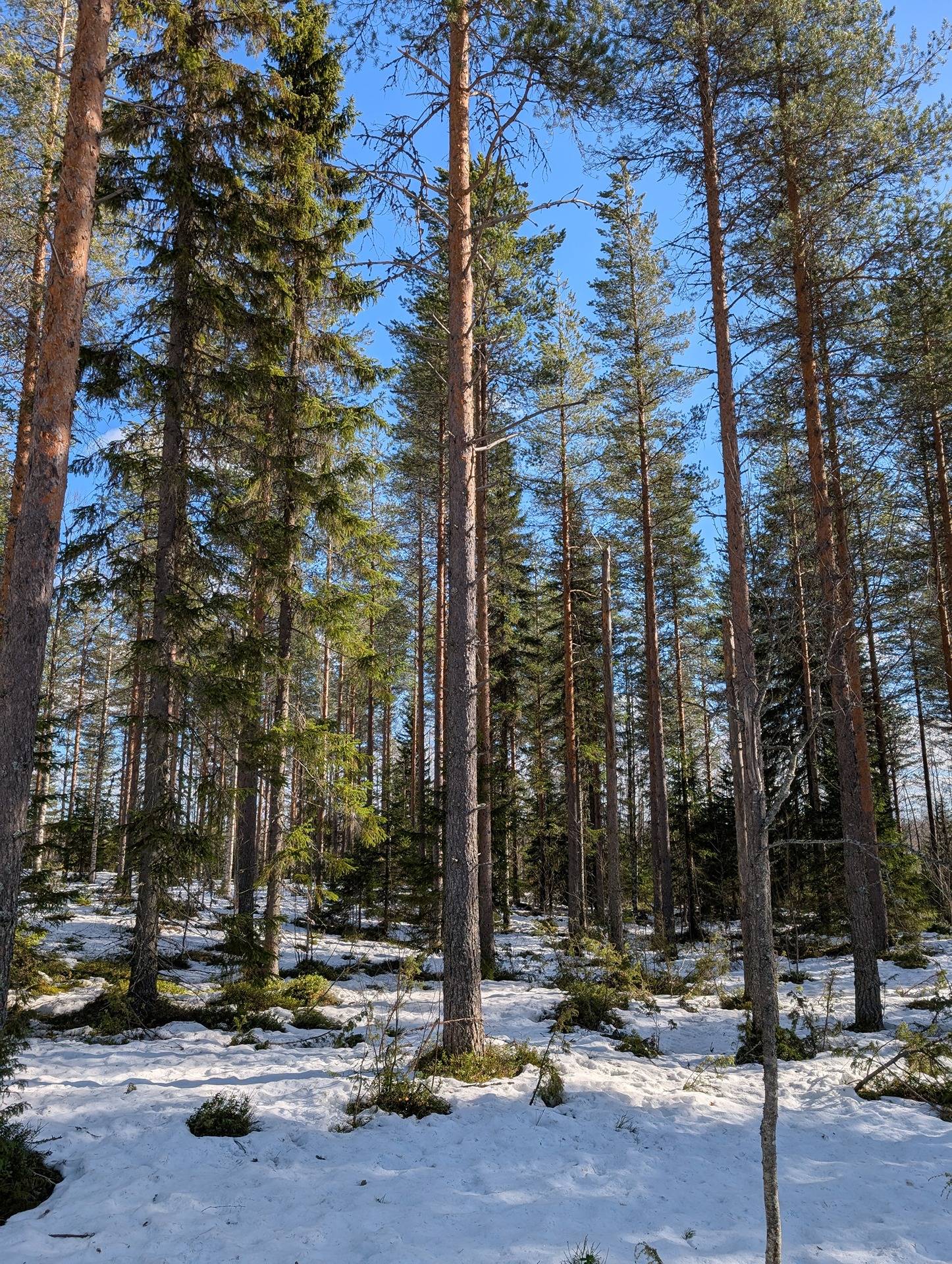 Honka-Aho 697-401-167-0 1