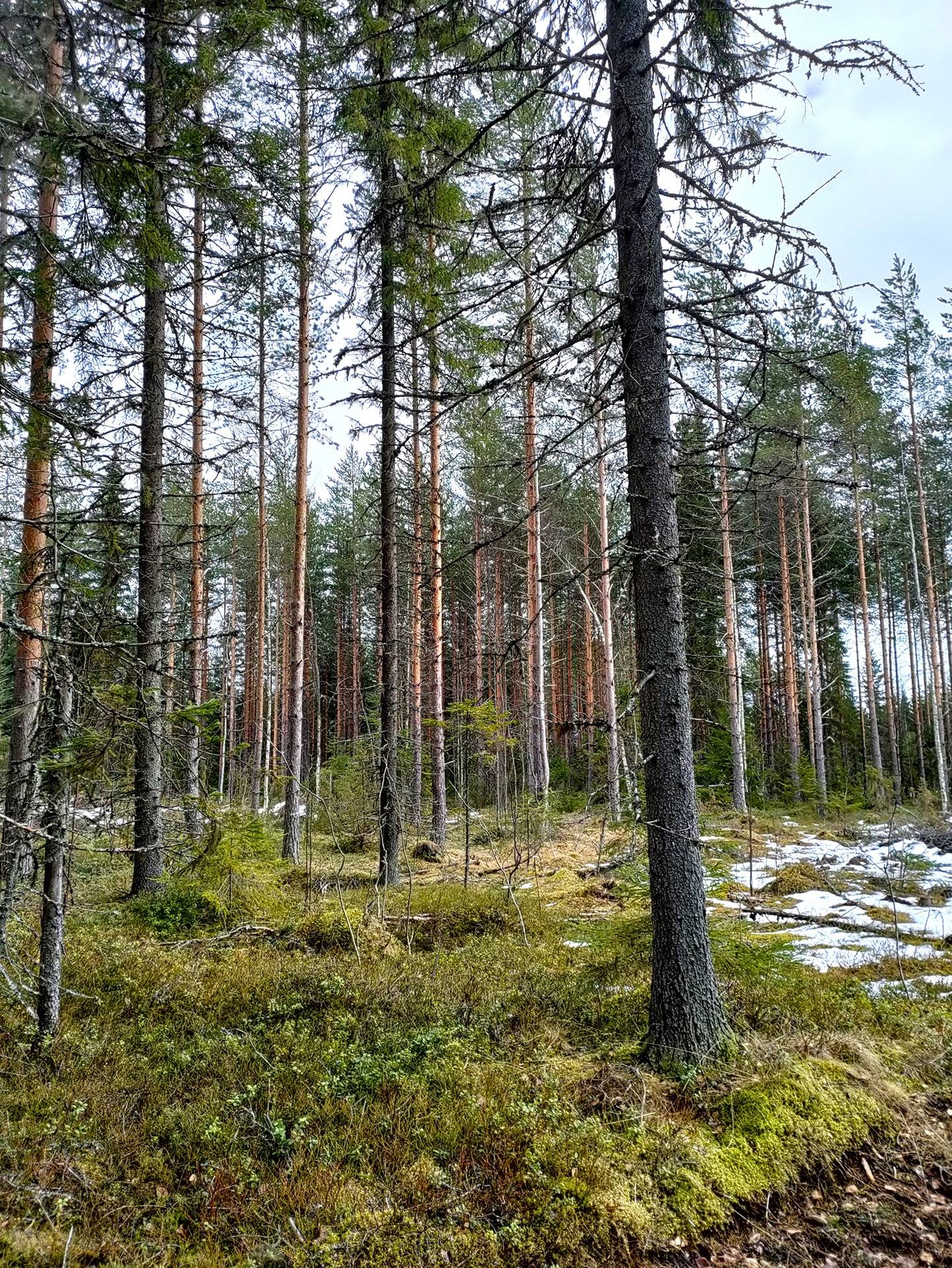 Hovila 778-412-2-11 määräala. Peltola 778-412-2-13 1