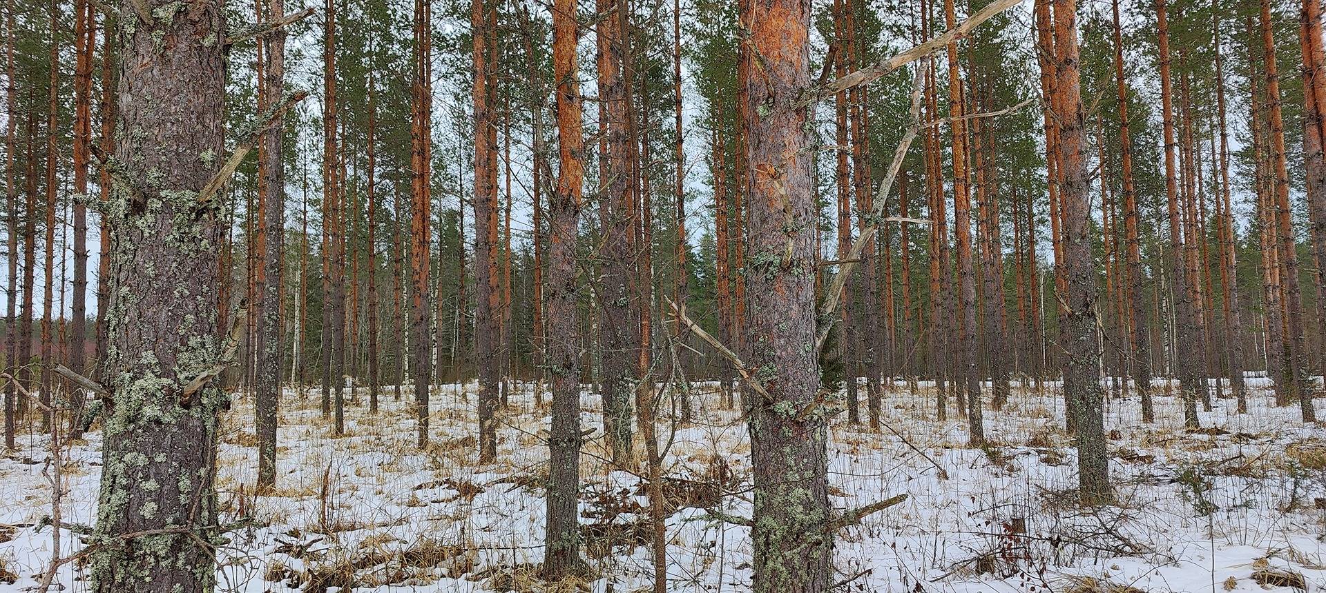 Metsätila Kankaanpäässä, Vesanko 1