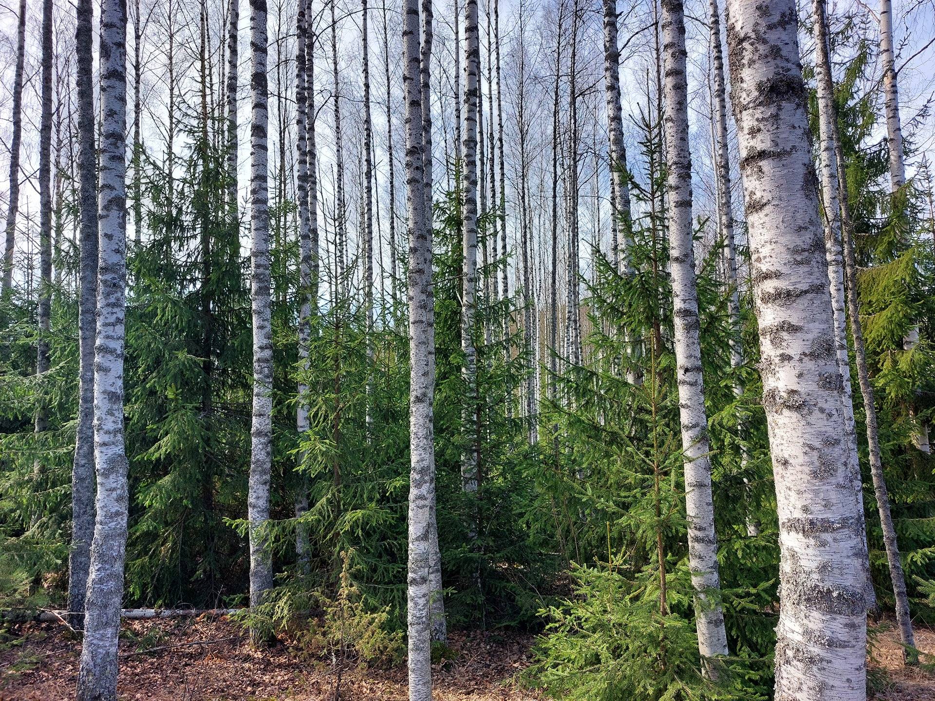 Kolmio 580-410-31-23 1