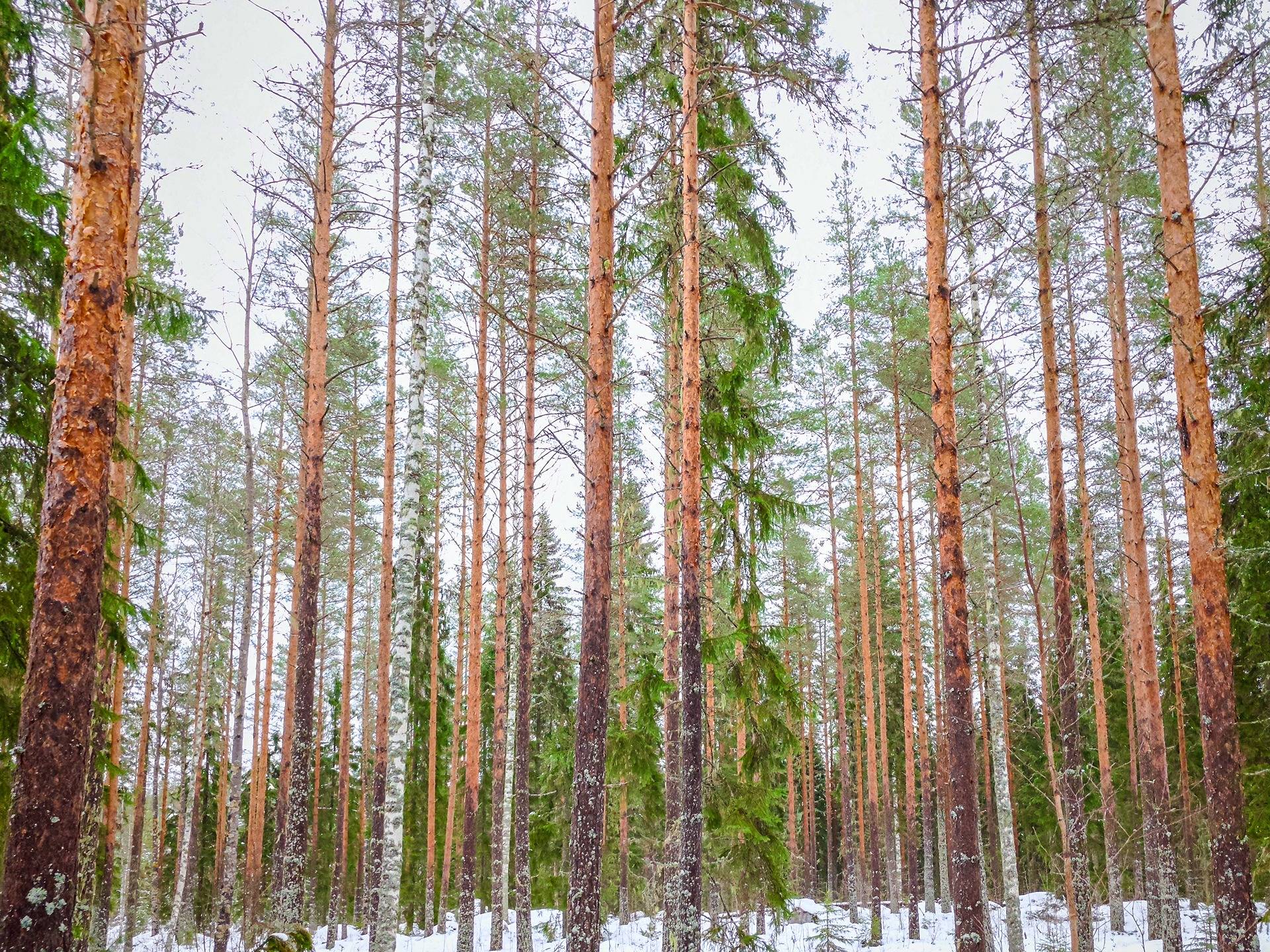 Isokyrö, Pukkisaarentie, Metsä-Perttu 152-408-5-92 1