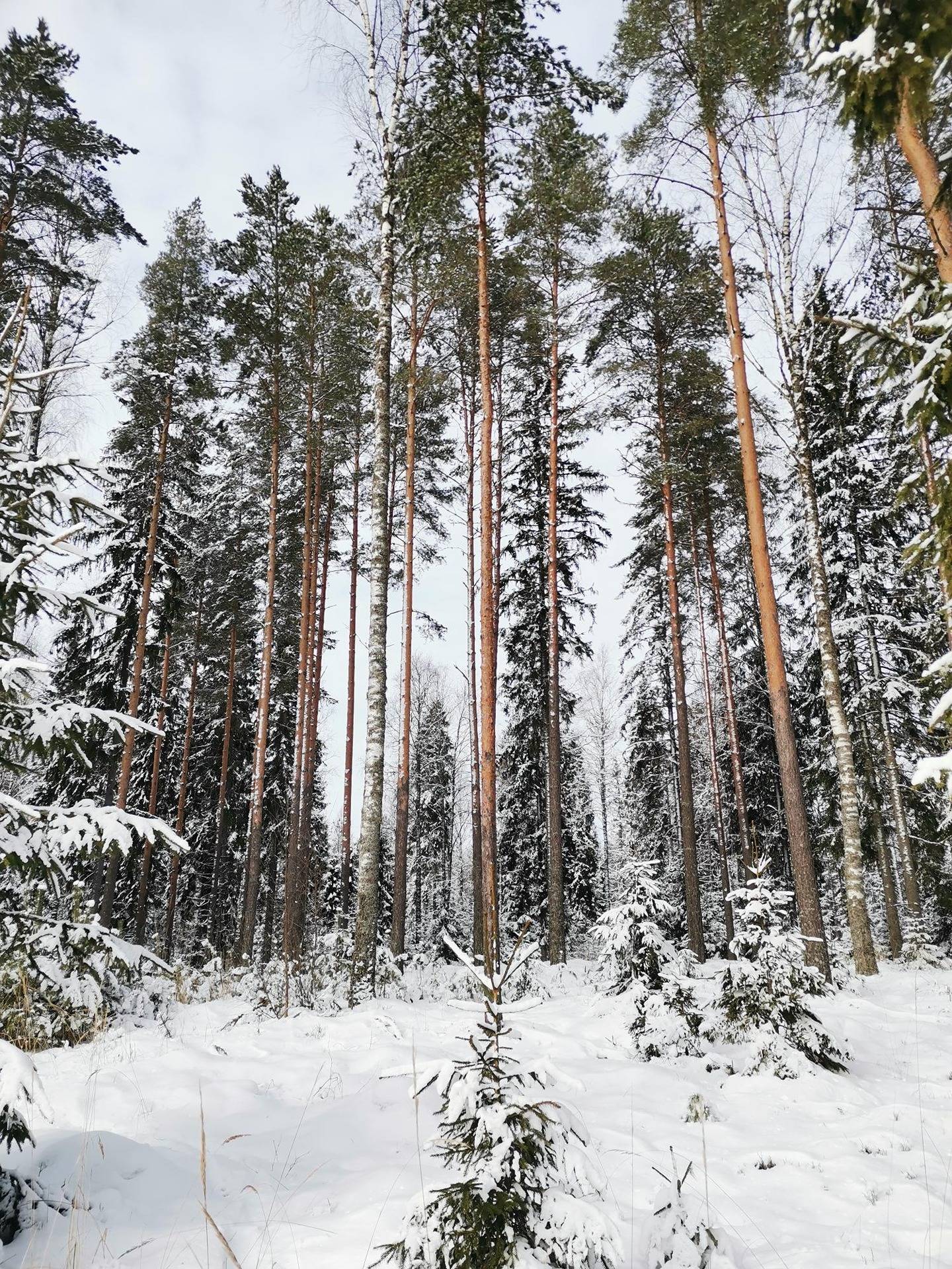 Metsätila: 5,7 ha; Kujanpää II; 783-401-2-130, Säkylä 1