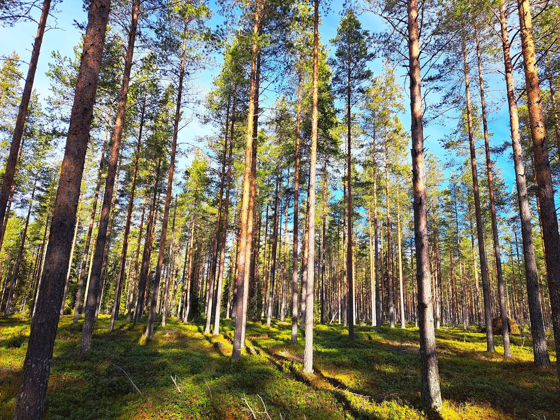 Veteli Jauholampi KOIVUKANGAS 4:9 metsätila 35,50 ha 1