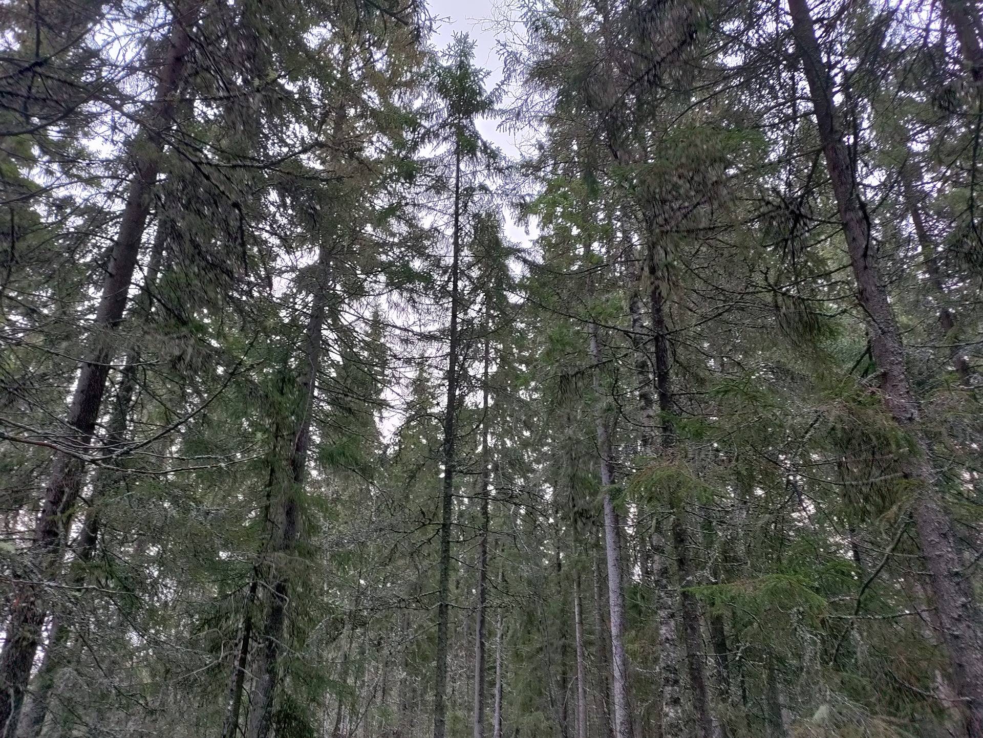 Laasanen 563-401-3-54 1