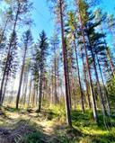 Hautakangas 844-415-2-26 1