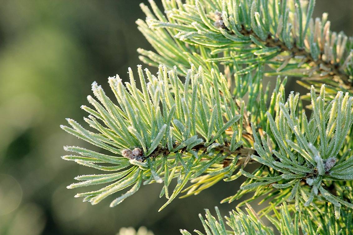 Lindholm 7:99, Nyby 1