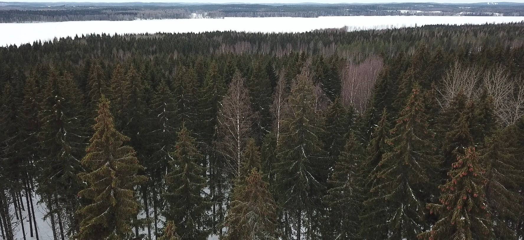 Joutsa, Rusila 1:45 ja Brusila 7:87, yht 79,81 ha 1