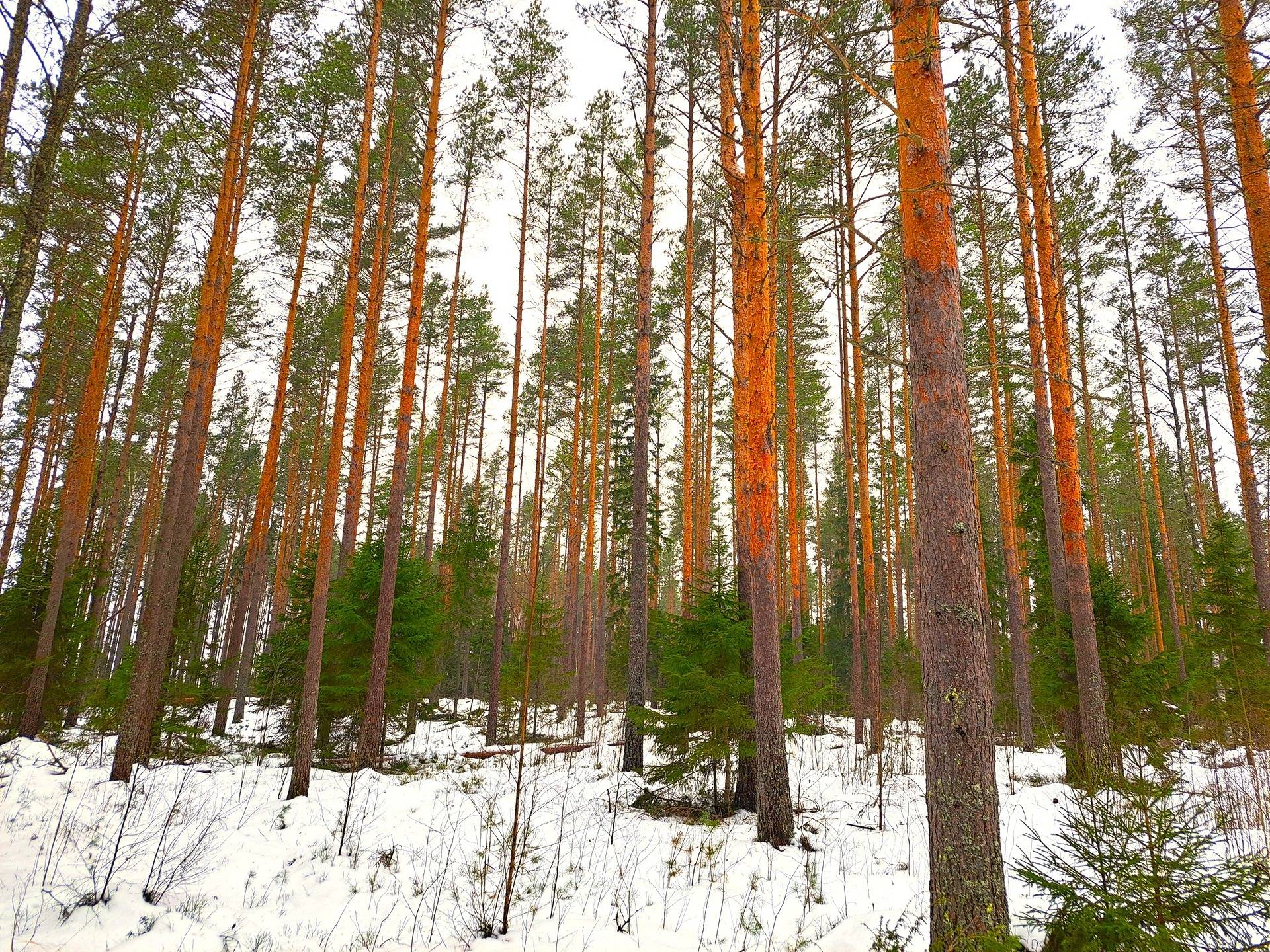 Kauhava Hahtomaa KYTÖLÄ 7:83 metsätila 5,527 ha 1