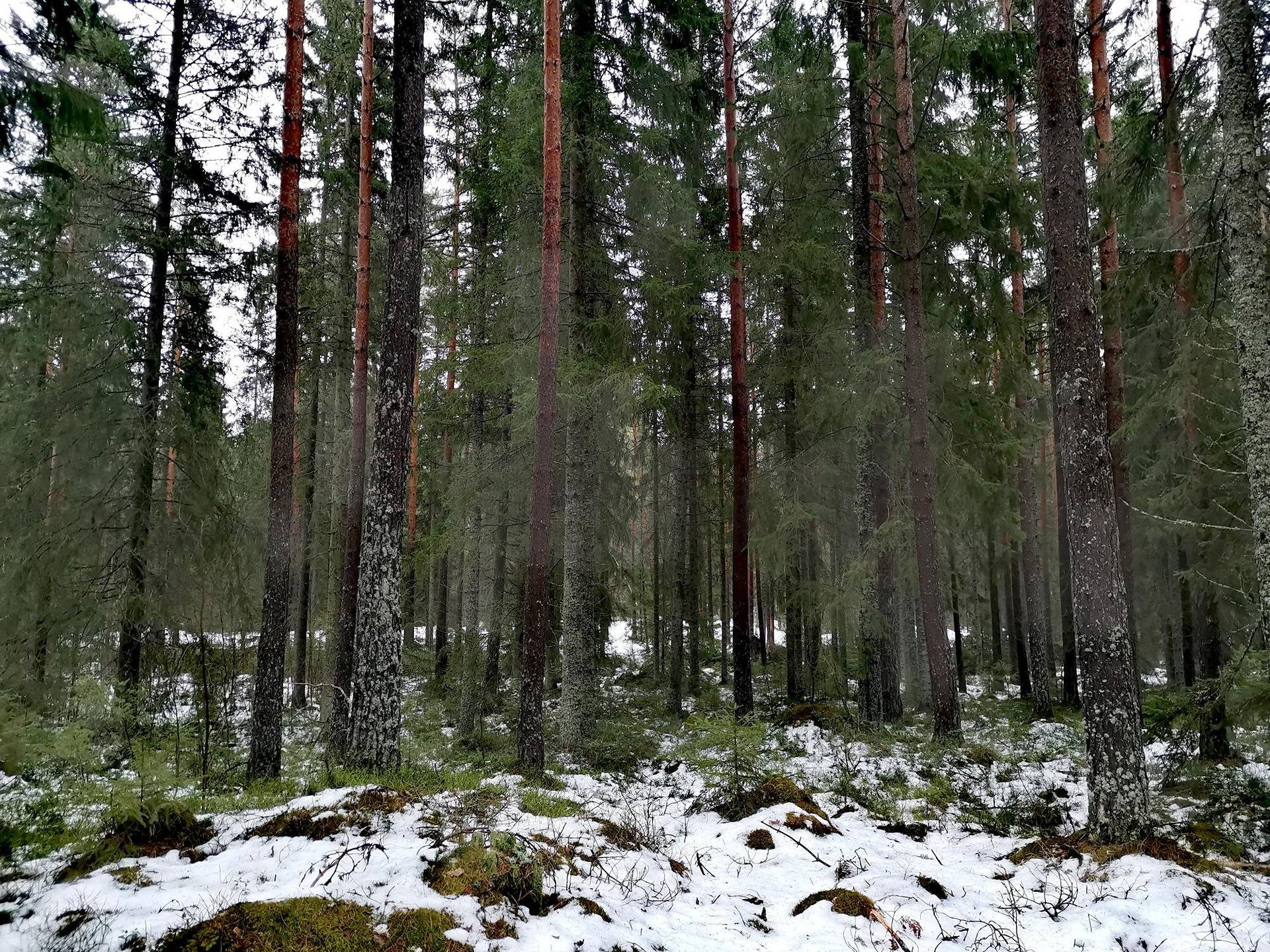 Metsätila (Määräala), noin 9,7 ha, Juvala; 895-437-6-22, Uusikaupunki, Kalanti, Pensuntanhua. 1