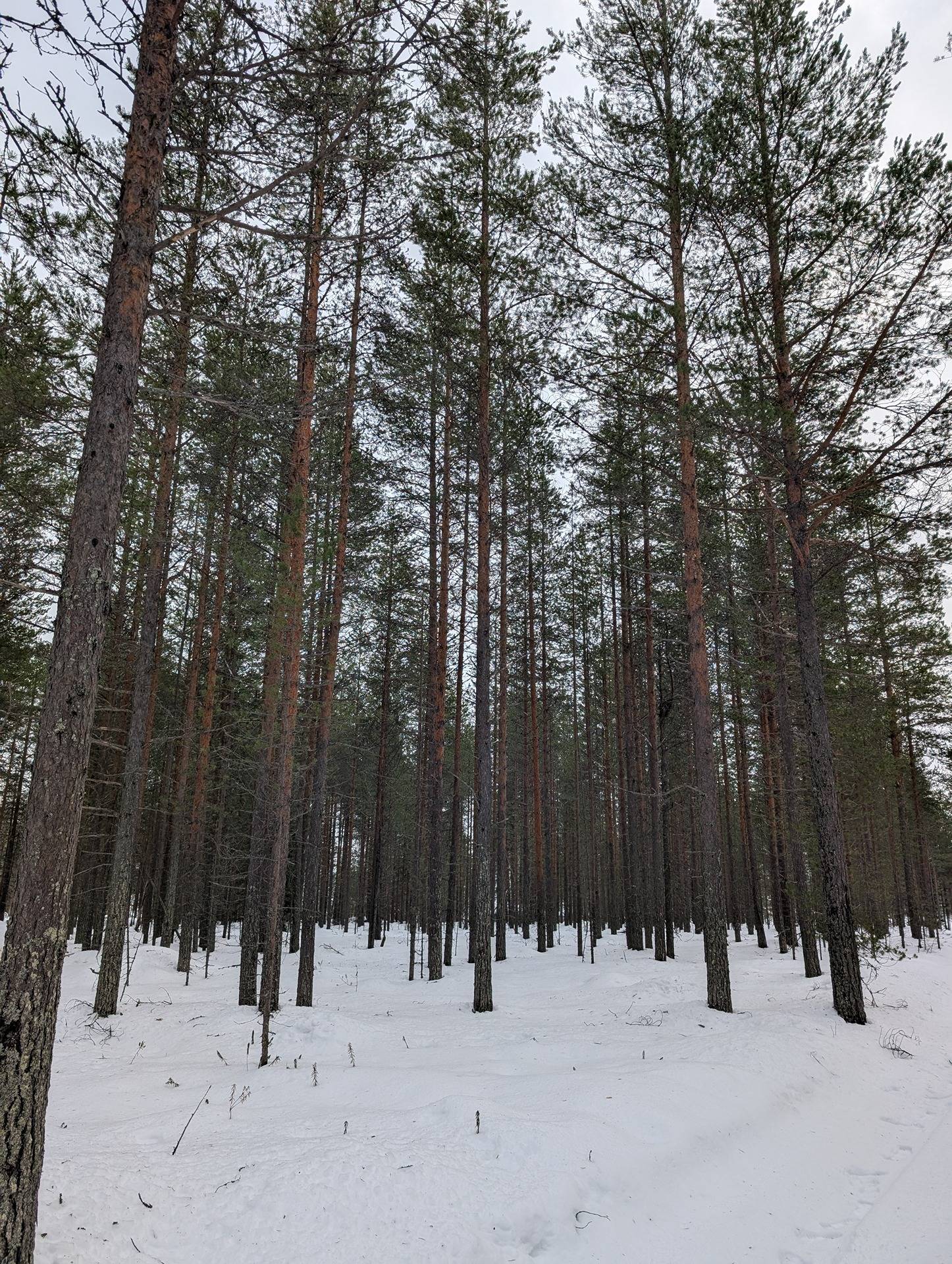 Välisalmi 2, 777-403-40-18 1