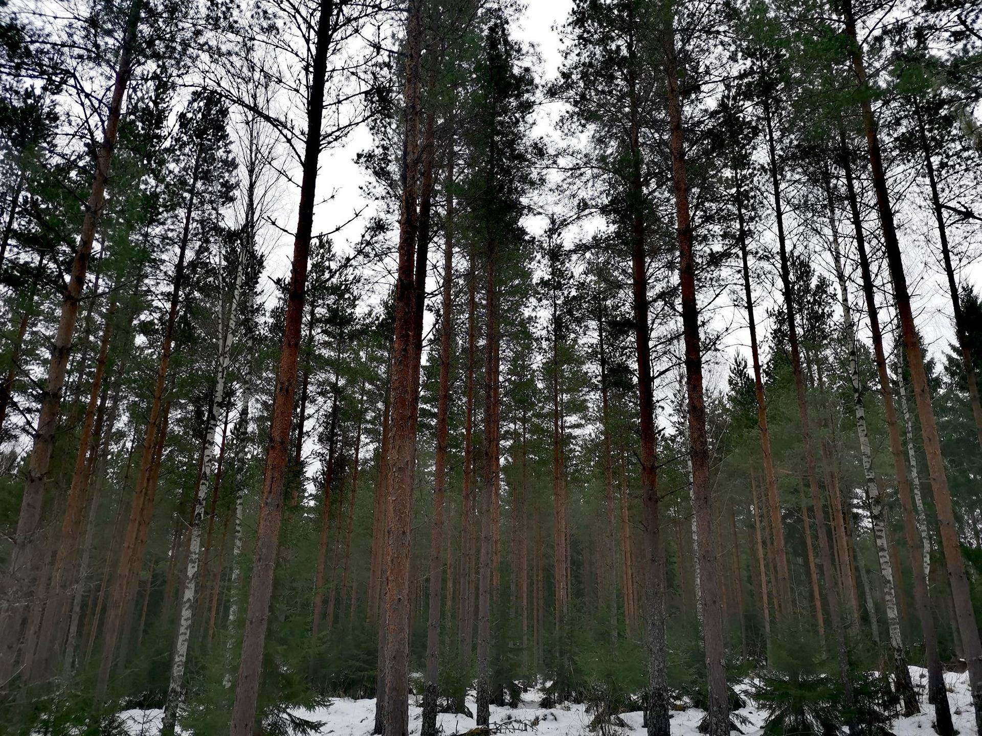 Metsätila: 13,02 ha; Kuuti; 50-401-2-21, Eura, Honkilahti, Koumantie. 1