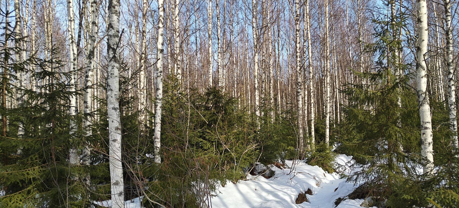 Alavus, Honkapää 10-401-9-103 1