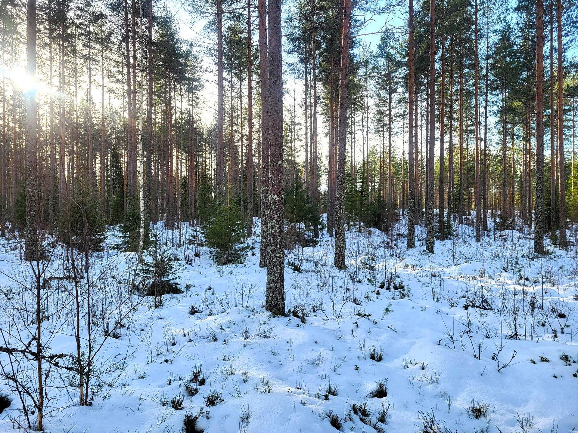 Metsämääräala Luomaniemi 3:12 1