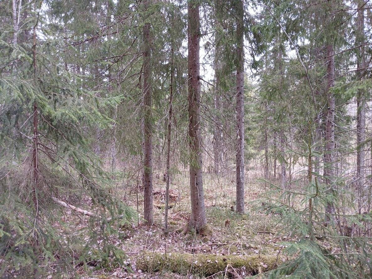 Kylmälahti 2:36, Kuhmoinen 1