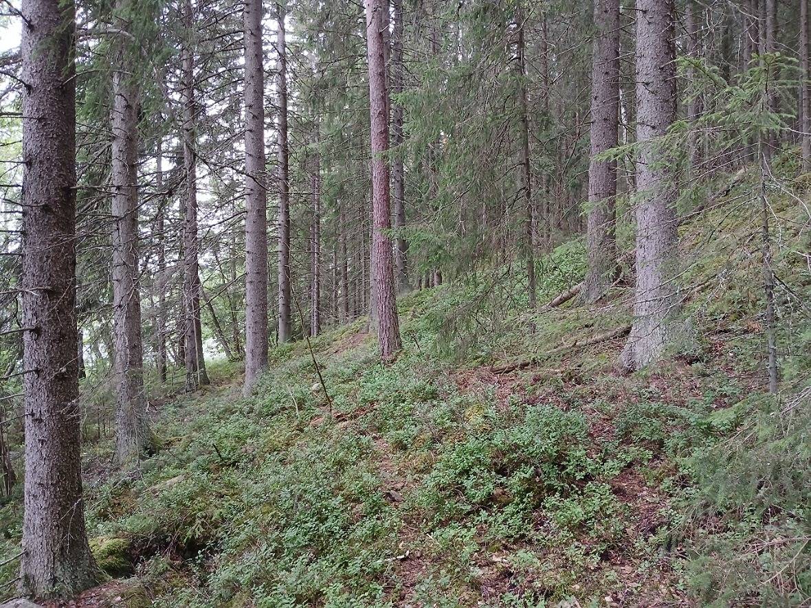 Viluksela 11:6, Hämeenlinna 1