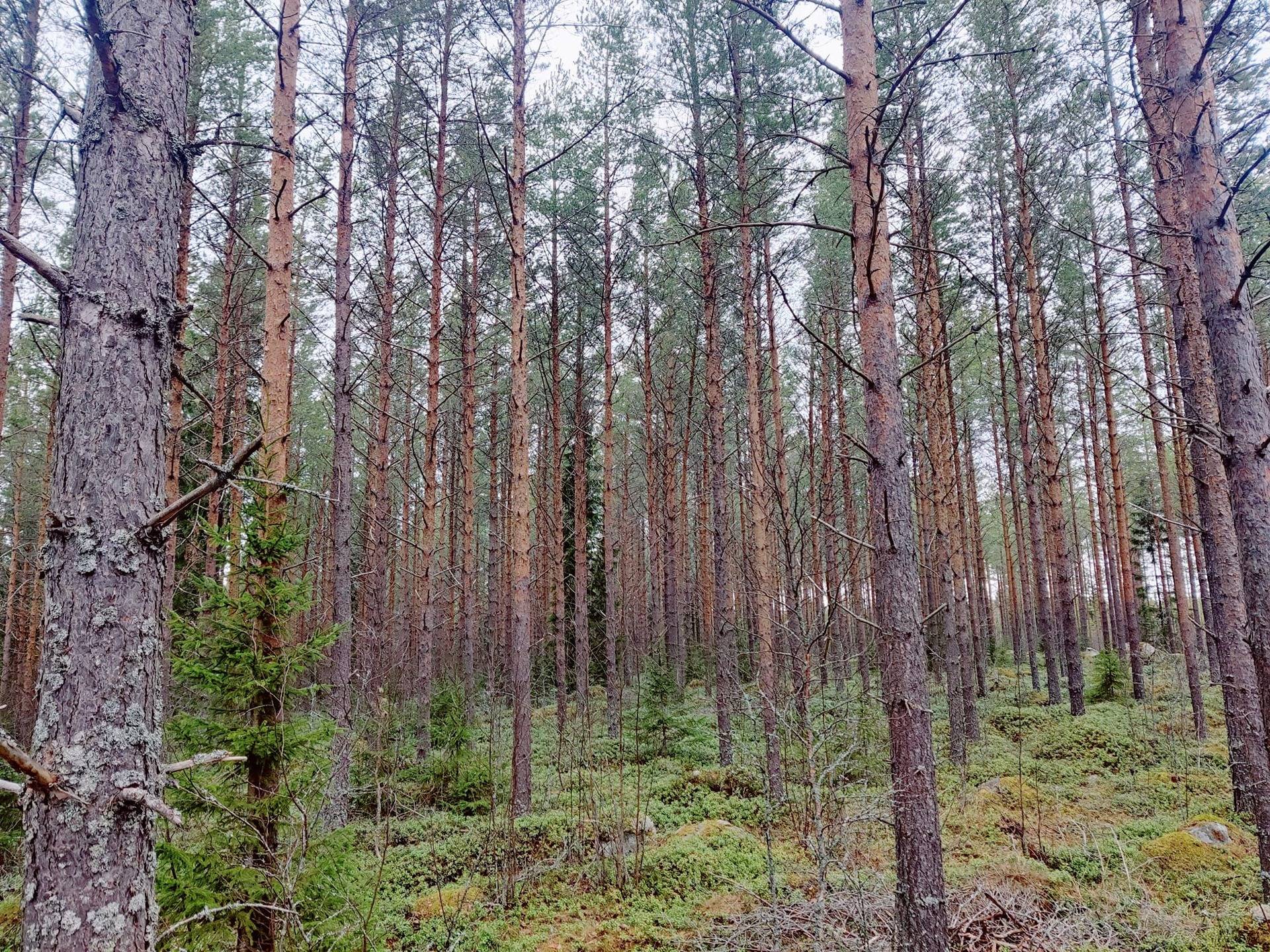 Himanka Tömisevä metsätilat Toolinpelto 11:110, Tömisevä 26:7 ja Petäjälä 28:12 yhteensä noin 31,3 ha 1