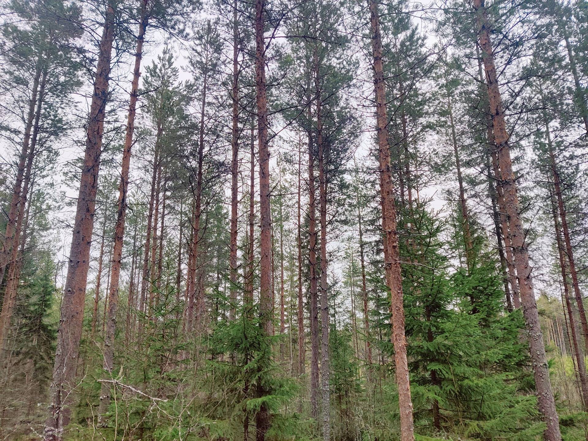 Himanka Tömisevä metsätilat Toolinpelto 11:110, Tömisevä 26:7 ja Petäjälä 28:12 yhteensä noin 31,3 ha 1