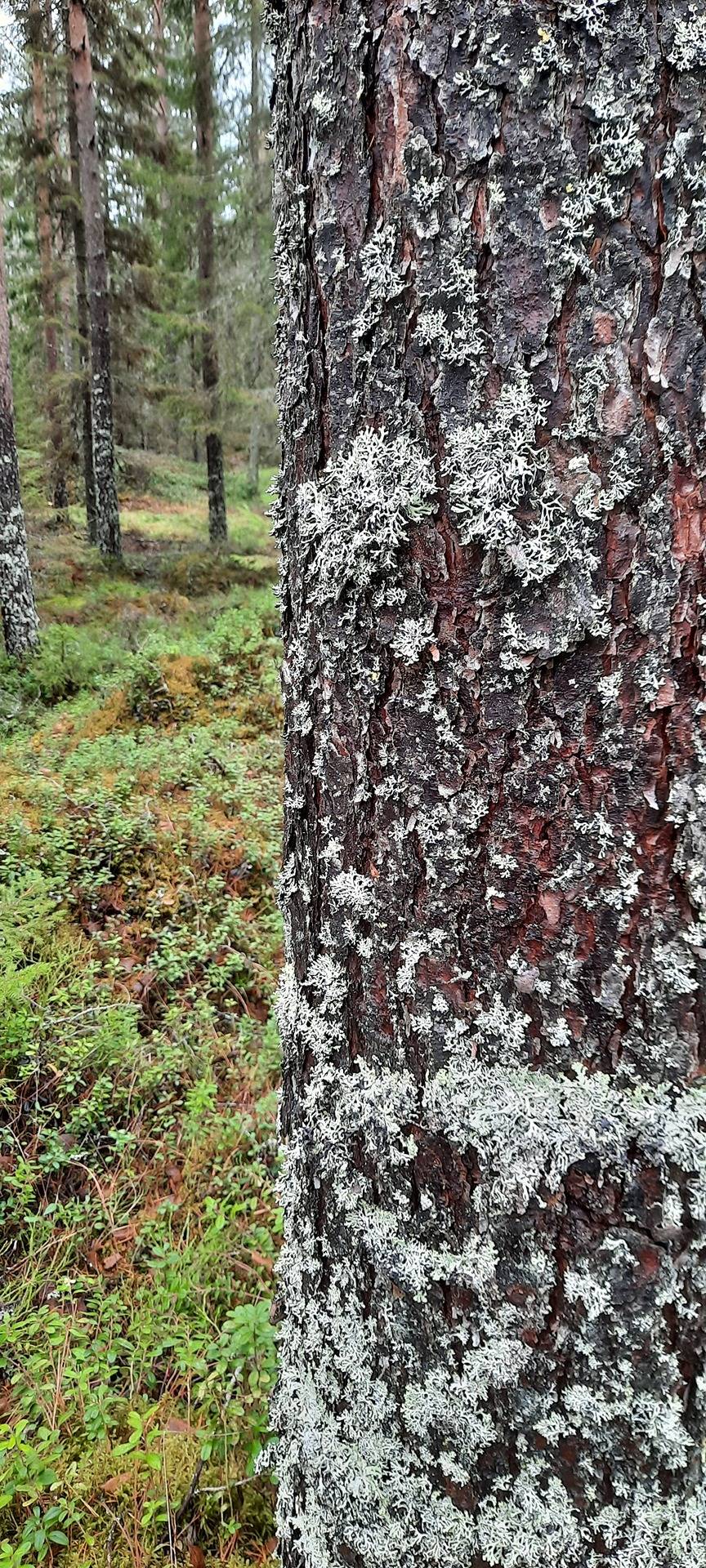 Skogsgård 9:40, Överpurmo (Lillby) 1