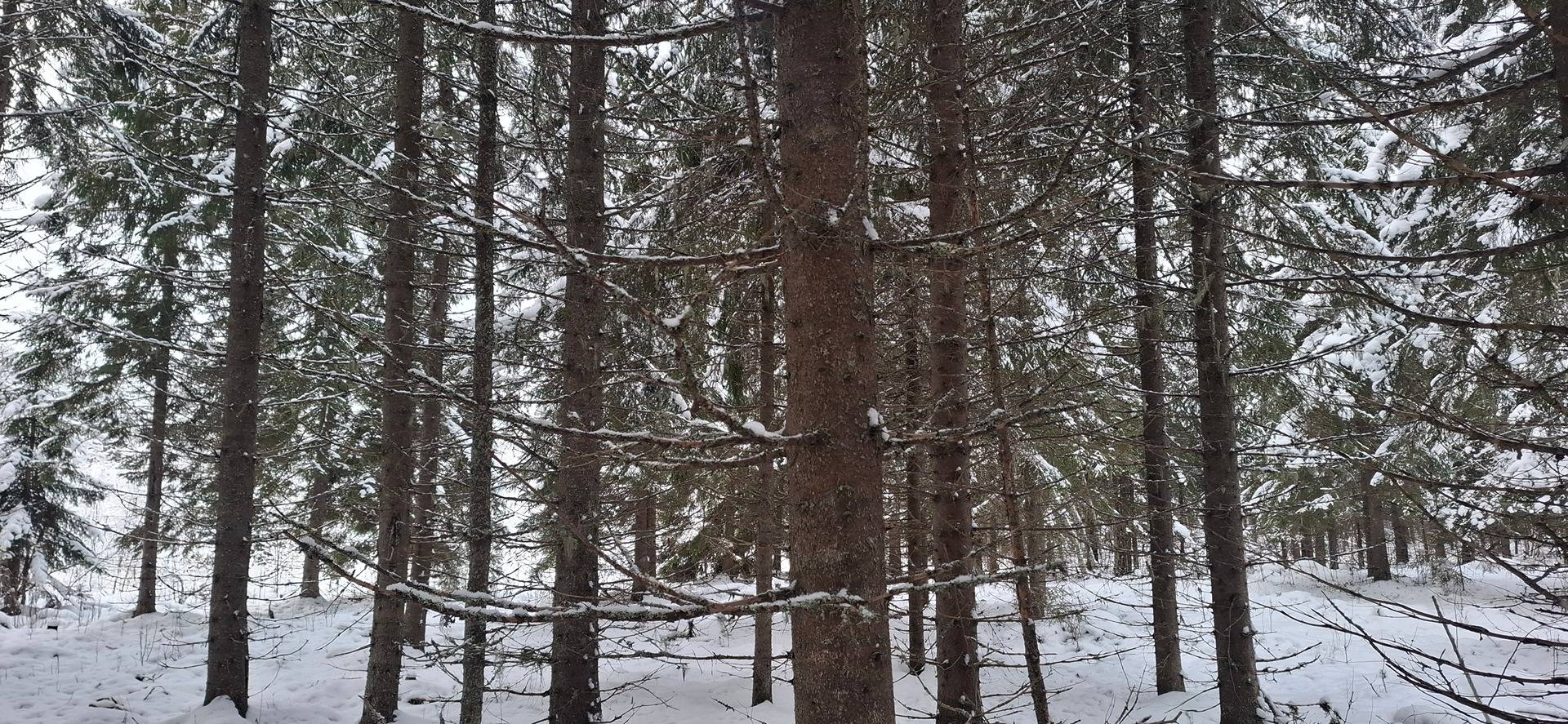 607-414-86-1 KARI, 607-414-98-19 JOENTAUS ja 607-414-27-14 KUMPULA Määrälat, Sotukuma 1