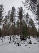 Määräala Viljala 765-407-3-75, Havukkavaaransuon palsta 1